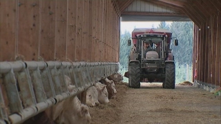 Élevage industriel vs. élevage bio : le paradoxe de l'agriculture en France