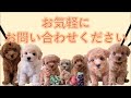 5450【いっぷく】子犬の生後30日頃の成長記録です