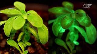 InterUAT – ¿Sabías qué existen plantas que emiten luz como si fueran lámparas?