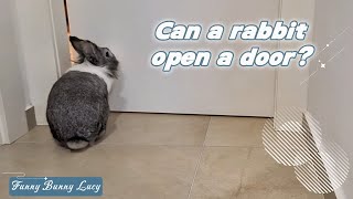 Lucy the Smart Bunny