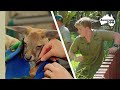 It's check up time for an owl and croc | Australia Zoo Life