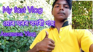 my fast Vlog//মোৰ ঘৰৰ প্ৰথম বগৰী গছ//#Africanvlog