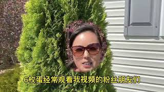 中国媳妇家住美国农场，美国人种粮食打除草剂吗？