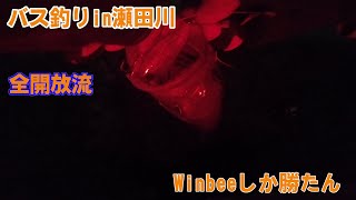 【バス釣り/瀬田川】巻物で釣れるって楽しいよね　OBASSLIVE　Winbee