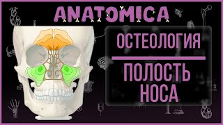 Череп анатомия / Полость носа / Придаточные пазухи носа / Носовые ходы / Остеология