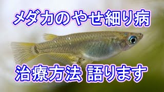 メダカのやせ細り病 治療方法 滋賀県のメダカ販売店 めだか藁屋 高木正臣