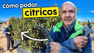 PODA de CÍTRICOS: ¿Cómo Podar NARANJOS y Mandarinos?