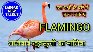 FLAMINGO राजहंस Most Beautiful Birds in the World @zargarnewtalent