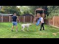 bully kutta uk puppy training 12 months old male