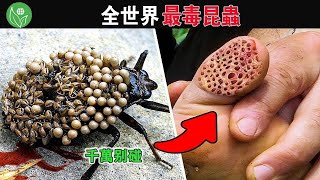 世界上 15 種最致命最危險的昆蟲，每年幾十萬人因他喪命，第一名看見千萬別打【探索旅行號】