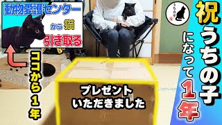 【 祝 】うちの子（猫）になって1年が経ちました　古民家に住む黒猫キルア（元保護猫）【No.53】