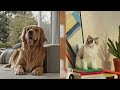 model dog leo advertisement completion video leo_editing golden_retriever acredo