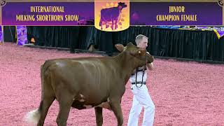 917 Milking Shorthorn Junior Champion