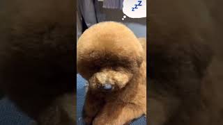 トリミングで必ず寝てしまう… #shorts #shortvideo #dog #トリミング #居眠り #アフロカット