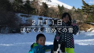 ぼだくん　はじめてのゆき　Bordercollie played at the foot of Mt.Fuji.