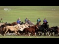 the chinese 20170724 the family feeding black horses part 1 2 cctv