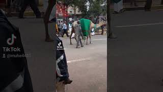 Mowlid celebration in Harar