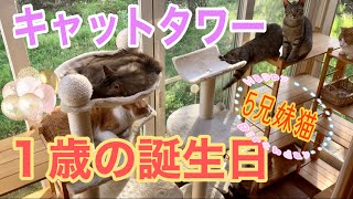 黒猫ママの5兄妹猫 【1歳の誕生日】キャットタワー2つプレゼントしました🎶‼︎🎉