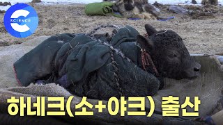 몽골 초원에서 태어나는 하네크의 출산 일기