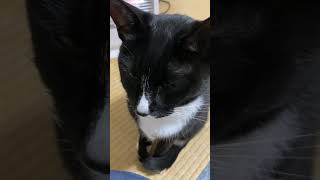 電気ストーブの前でまったりする猫　A cat relaxing in front of an electric stove