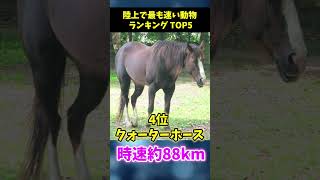 【衝撃】陸上で最も速い動物ランキングTOP5【豆知識】