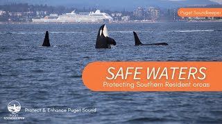Safe Waters: 50 Years of Legal Protection for Southern Resident orcas
