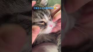 歯科衛生士ママによる子猫ちゃんの歯科検診をしました😊グラグラしてる乳歯がかわいい💕