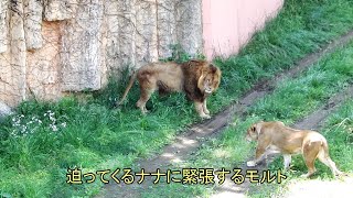 緊張するモルト　Malt is nervous　〜 Lion (ライオン)〜　～ 多摩動物公園 ～