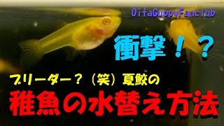 ブリーダー？のグッピー稚魚の水替え方法　夏鮫編【大分グッピーファンクラブ】