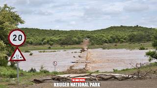 Olifants River Floods Kruger’s Balule Low Water Bridge – Closed Due to Overflow!