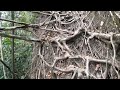 living root bridges and other structures engineering and design overview