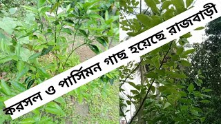 পার্সিমন ও করসলের ফলের গাছ এখন রাজবাড়ী (Persimmon and Corsal fruit trees are now Rajbari)