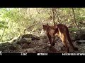 Puma o Leon de Montaña grabado en la Sierra de Jalisco