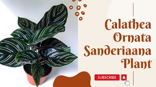 Calathea Ornata Sanderiana Plant