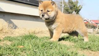 柴犬子犬赤柴雄ID:1497　2012.02.20生まれ　2012.03.27撮影 柴犬.net  shiba inu