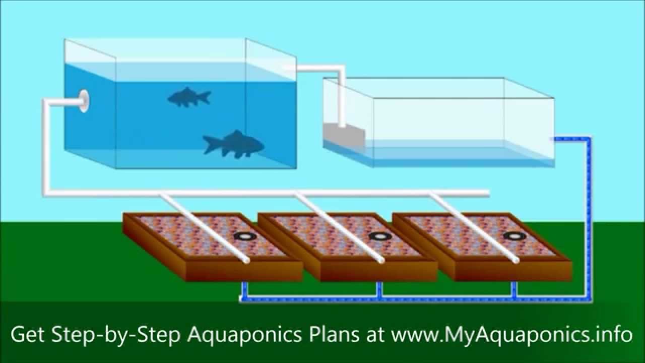 ULTIMATE Backyard Aquaponics Design! | How To Build An Aquaponic System ...