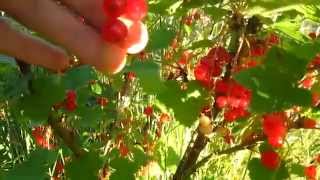 Harvesting and Freezing Black, Red and Whitecurrants