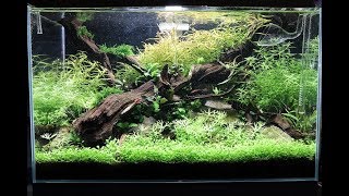 Nature Aquarium Aquascape Update - The ADA Way at Aquarium Gardens