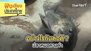 อย่างไรกันต่อดี ? ปลาหมอคางดำ | ฟังเสียงประเทศไทย