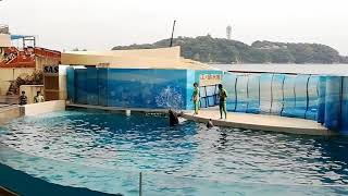 新江ノ島水族館 アシカ イルカのショー 180526