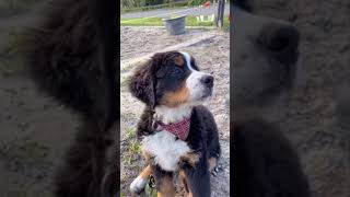 Cute Bernese Mountain Dog 😍 | Bernese mountain Being Wholesome 🐶❤️