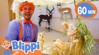 Blippi Loves Zoo Animals! | 1 Hour of Blippi Animals | Educational Videos for Kids