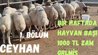 1 KASIM 2024 CEYHAN KÜÇÜKBAŞ HAYVAN PAZARI#adak #kuzu #goat #koyunkuzu #hayvanpazari #koyunculuk