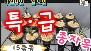 4월8일..월요일...15품종 ㅡㅡ[특]ㅡ[급]ㅡ종자목ㅡㅡㅡ동련. 단엽중투ㅡ[4K]