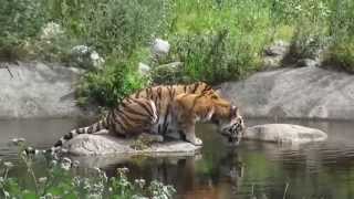 Tiger at Zoo Sony HDR-PJ810 HD