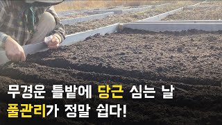 풀 관리가 쉬운 무경운 틀밭 농사! | 틀밭 농사 짓는 방법 | 당근 씨앗 뿌리기