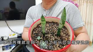 虎皮兰这样养殖不烂根 笋芽不停往外冒