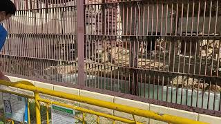 【池田動物園公式】サンちゃんの一撃💦🐯