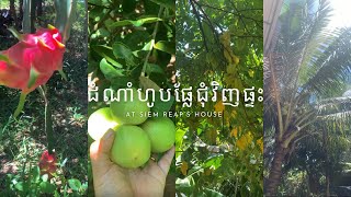 🌱 Vlog ដំណាំហូបផ្លែជុំវិញផ្ទះ| Siem Reap’s house🍃