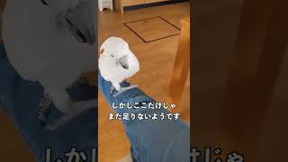 人の足をリフトだと思ってずっと待機しているオウム#shorts